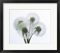 Close up of four dandelion heads in seed on stems Fine Art Print
