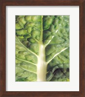 Close up of bumpy vegetable leaf with white stalk Fine Art Print