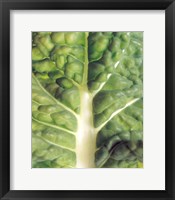 Close up of bumpy vegetable leaf with white stalk Fine Art Print