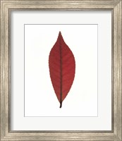 Close up of red leaf on white Fine Art Print
