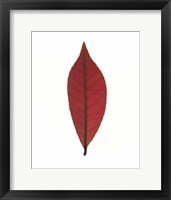 Close up of red leaf on white Fine Art Print
