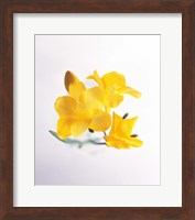 Close up of deep yellow flowers on blue and white Fine Art Print