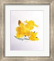 Close up of deep yellow flowers on blue and white Fine Art Print