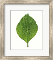 Close up of Green Leaf Fine Art Print