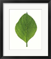 Close up of Green Leaf Fine Art Print