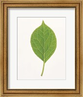 Vertical Green Leaf on Light Grey Fine Art Print