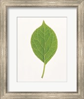 Vertical Green Leaf on Light Grey Fine Art Print