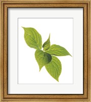 Close up of green leaves on pale green and white Fine Art Print