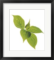Close up of green leaves on pale green and white Fine Art Print