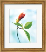 Close up of dark pink flower bud on green stem with green leaves on watercolor blue Fine Art Print
