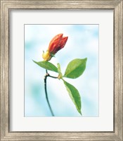 Close up of dark pink flower bud on green stem with green leaves on watercolor blue Fine Art Print