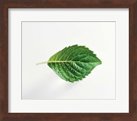 Horizontal Green Leaf on Light Grey Fine Art Print