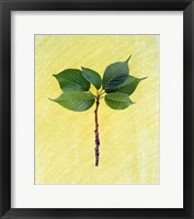 Close up of green leaves with brown branch on pale yellow Fine Art Print