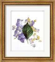 Close up of green leaf and lavender flower petals scattered on white Fine Art Print
