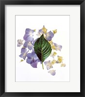 Close up of green leaf and lavender flower petals scattered on white Fine Art Print