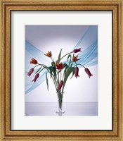 Long stemmed bouquet of dark pink tulips in a small vase draped with light blue sheer fabric Fine Art Print