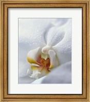 Close up of center of white orchid with yellow center Fine Art Print