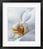 Close up of center of white orchid with yellow center Fine Art Print