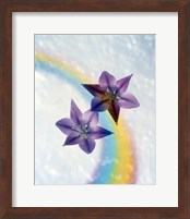 Two violet flower on white blue and yellow background Fine Art Print