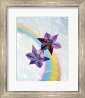 Two violet flower on white blue and yellow background Fine Art Print