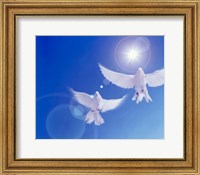 Two doves side by side with wings outstretched in flight with brilliant light and blue sky Fine Art Print