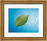 Single green leaf above blue water with lights Fine Art Print