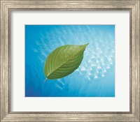 Single green leaf above blue water with lights Fine Art Print
