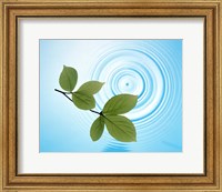 Twig with green leaves above perfect water circles Fine Art Print