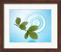 Twig with green leaves above perfect water circles Fine Art Print