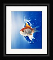 Orange, yellow and white fish flying through water splash Fine Art Print