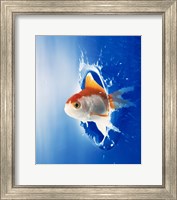 Orange, yellow and white fish flying through water splash Fine Art Print