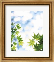 Green leaves on mottled cloudy sky Fine Art Print