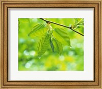 Selective focus striped leaves on branch with forest in back Fine Art Print