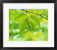 Selective focus striped leaves on branch with forest in back Fine Art Print
