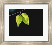 Two green leaves on thin branch on black Fine Art Print