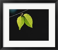 Two green leaves on thin branch on black Fine Art Print