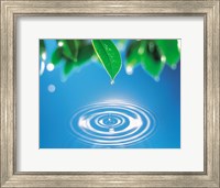 Green leaves dripping water into perfect circles below Fine Art Print