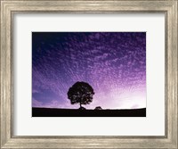 Silhouette of solitary tree with purple sunset Fine Art Print