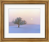 Foggy winter scene with tree and moon Fine Art Print