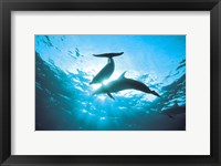 Upward view of two silhouetted dolphins on surface of sea Fine Art Print