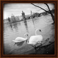 Two swans in a river, Vltava River, Prague, Czech Republic Fine Art Print