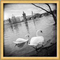 Two swans in a river, Vltava River, Prague, Czech Republic Fine Art Print