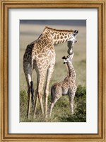 Masai giraffe (Giraffa camelopardalis tippelskirchi) with its calf, Masai Mara National Reserve, Kenya Fine Art Print