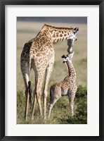 Masai giraffe (Giraffa camelopardalis tippelskirchi) with its calf, Masai Mara National Reserve, Kenya Fine Art Print
