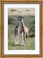 Masai giraffes (Giraffa camelopardalis tippelskirchi) in a forest, Masai Mara National Reserve, Kenya Fine Art Print