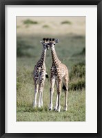 Masai giraffes (Giraffa camelopardalis tippelskirchi) in a forest, Masai Mara National Reserve, Kenya Fine Art Print