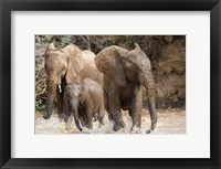 African elephants (Loxodonta africana) playing with water, Samburu National Park, Rift Valley Province, Kenya Fine Art Print