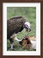 Lappet-Faced vulture (Torgos tracheliotus) eating a wildebeest calf, Masai Mara National Reserve, Kenya Fine Art Print