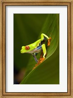 Close-up of a Red-Eyed Tree frog (Agalychnis callidryas) sitting on a leaf, Costa Rica Fine Art Print