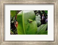 Close-up of a Red-Eyed Tree frog (Agalychnis callidryas) sitting on a banana leaf, Costa Rica Fine Art Print